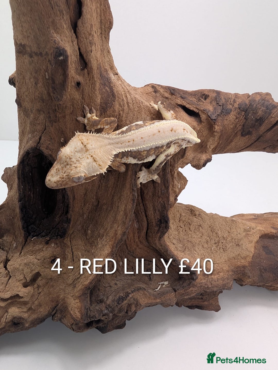 Gecko reptiles for sale: Beautiful baby crested geckos! - Advert 4