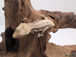 Gecko reptiles Beautiful baby crested geckos! - Advert 10