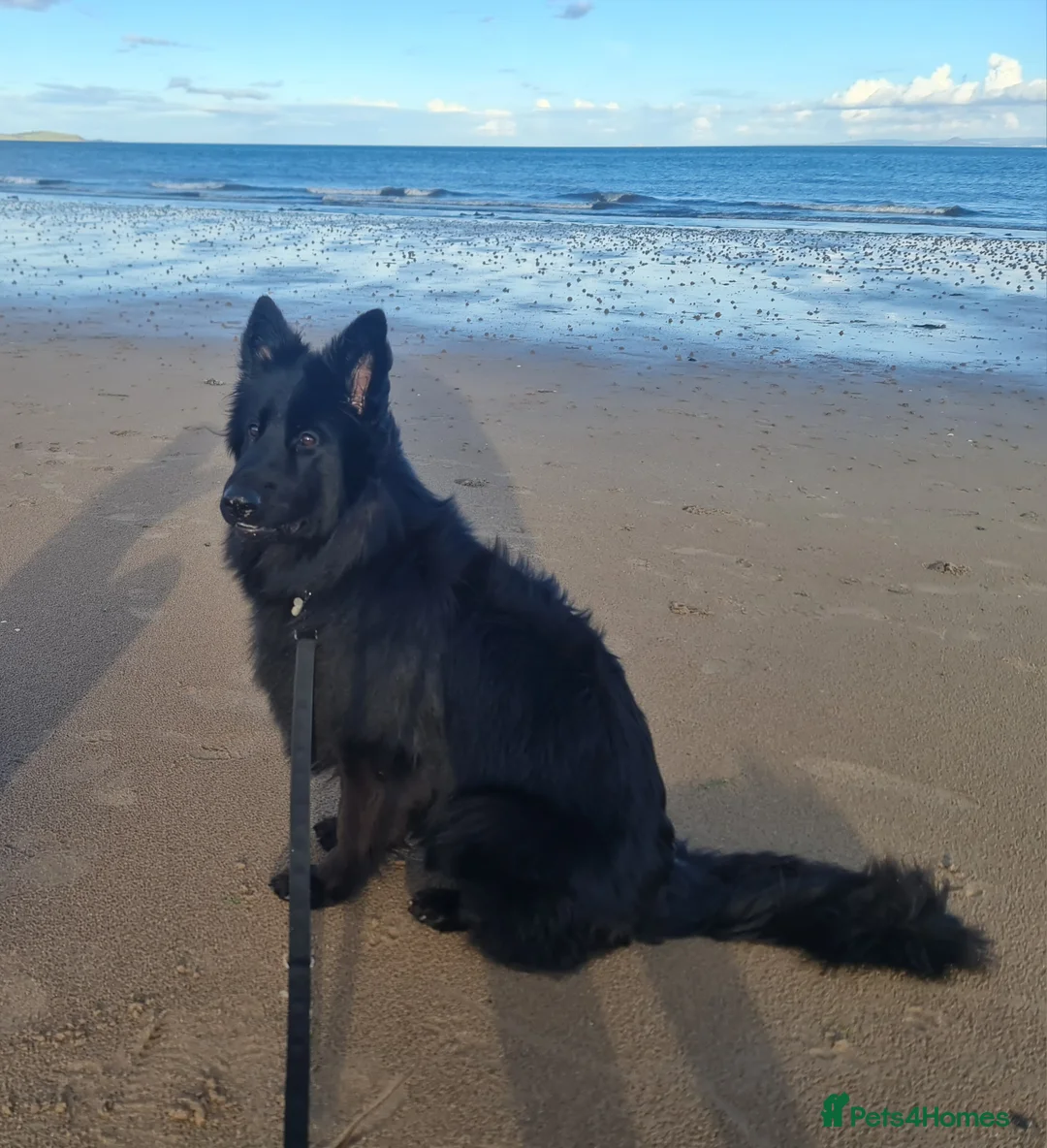 German Shepherd dogs for sale: Top Quality KC Black Long Hair German Shepherd  - Advert 2
