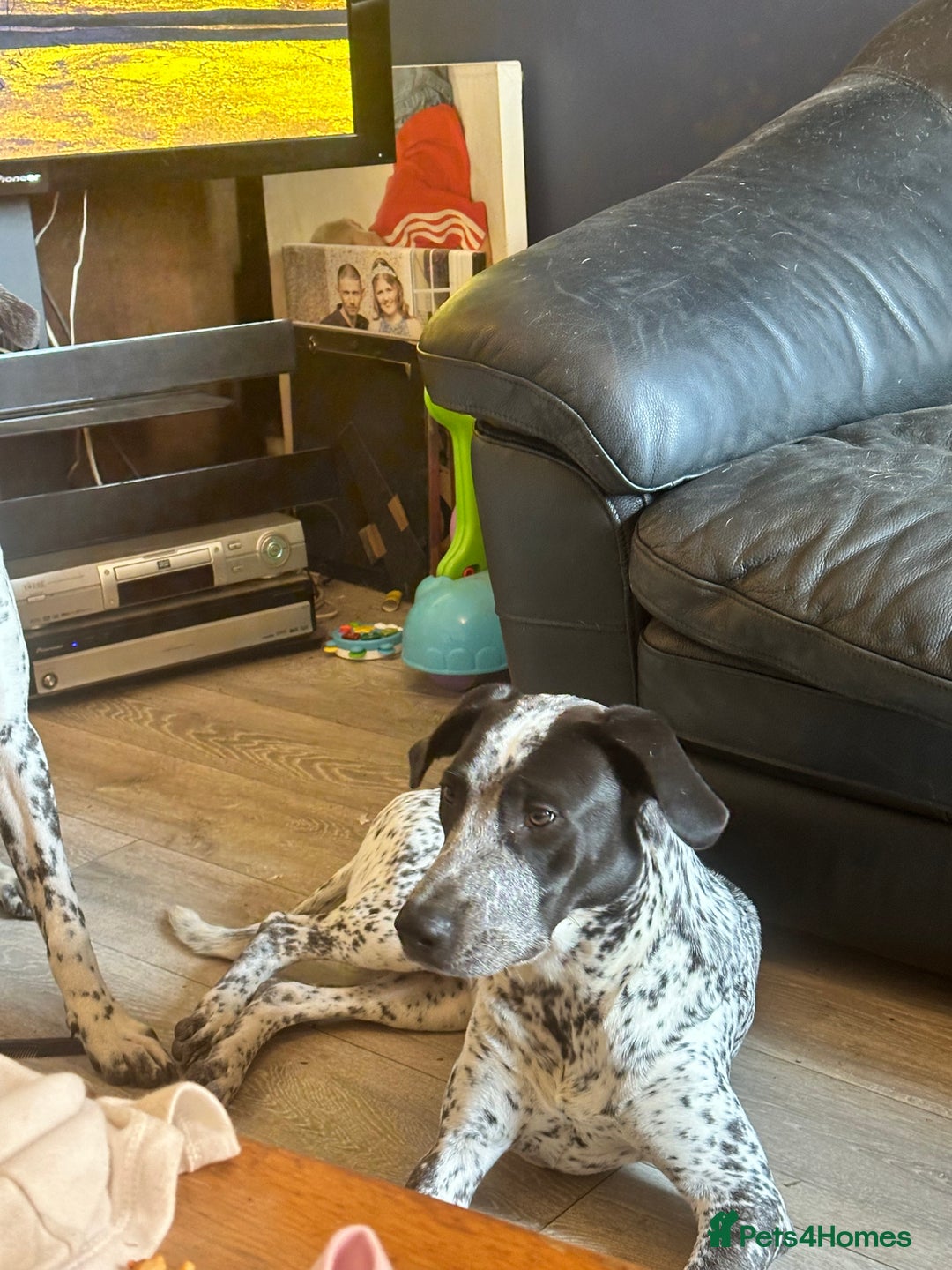 Mixed Breed dogs for sale: 2 male dogs  - Image 5