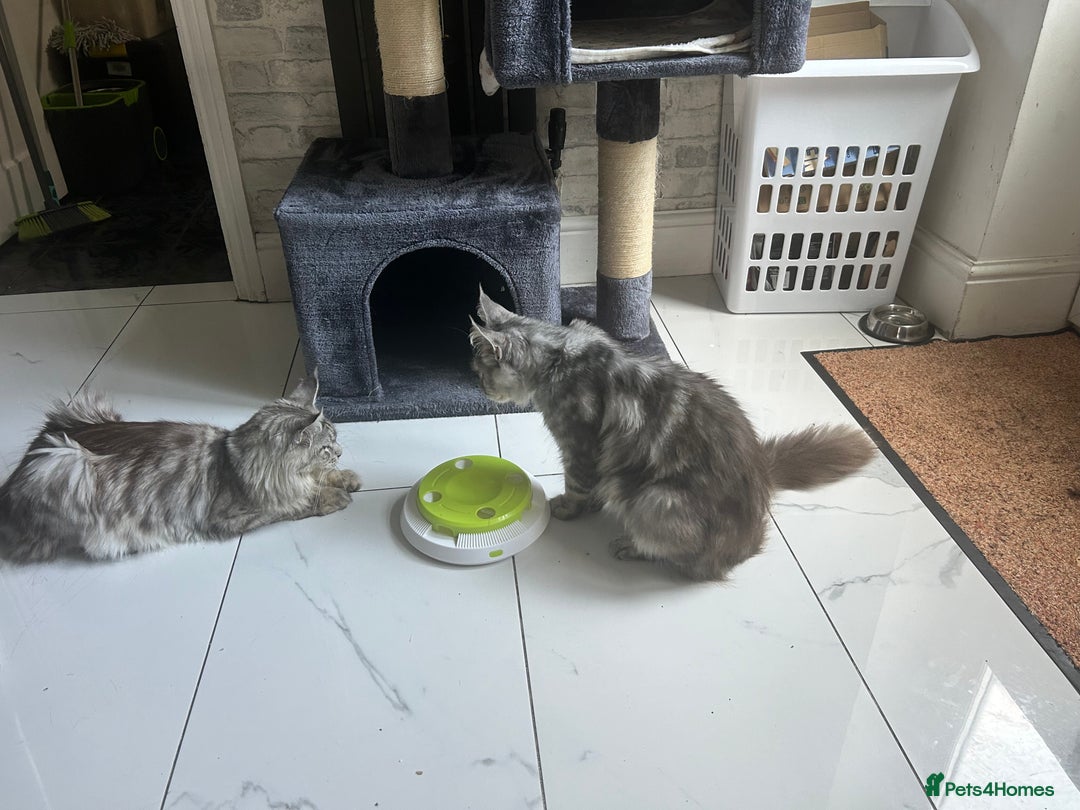 Maine Coon cats for sale: 2 x maine coon males must go together (£800 both)  - Image 9
