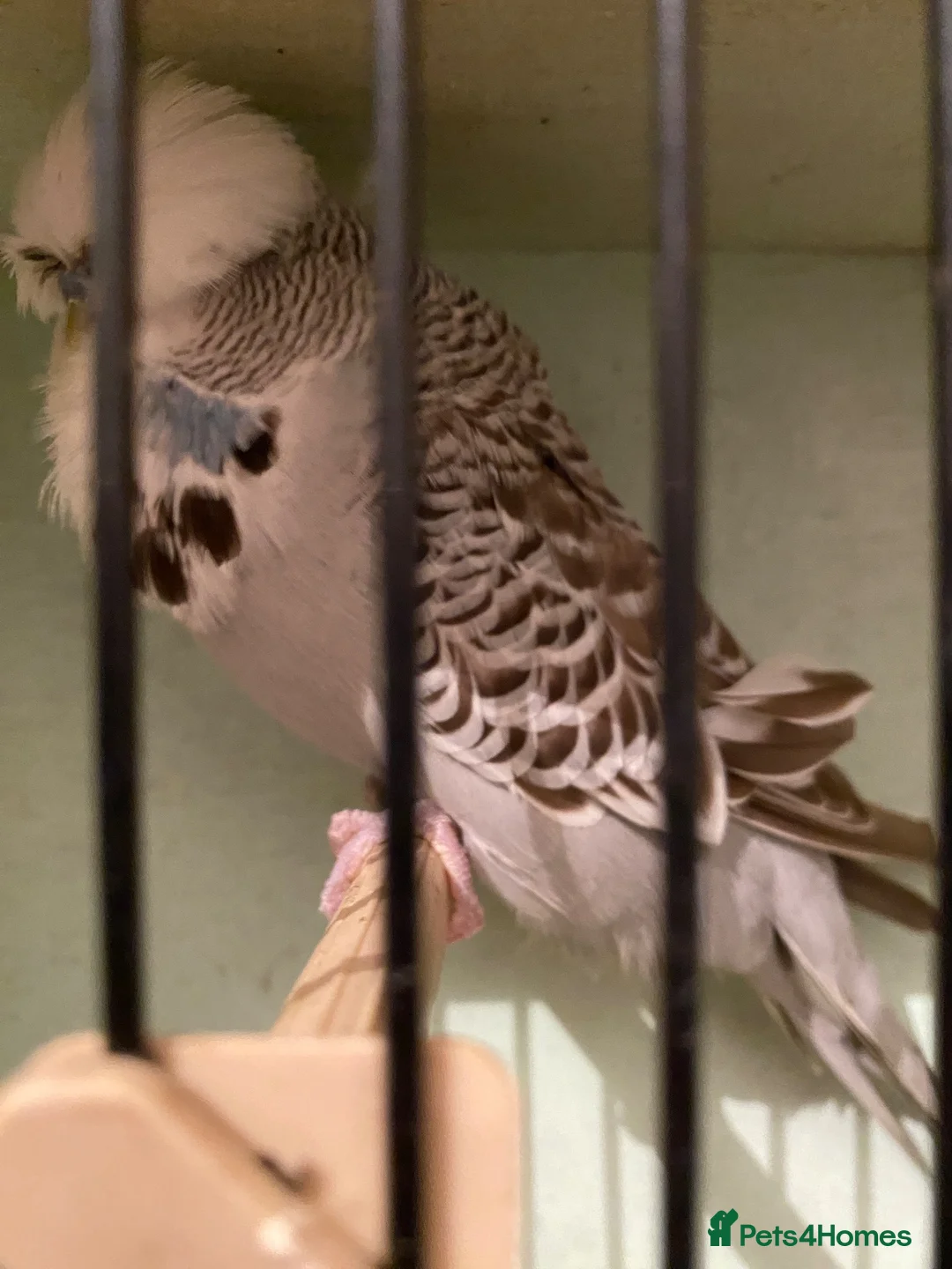 Budgerigars birds for sale: exhibition budgies in Coventry - Advert 2