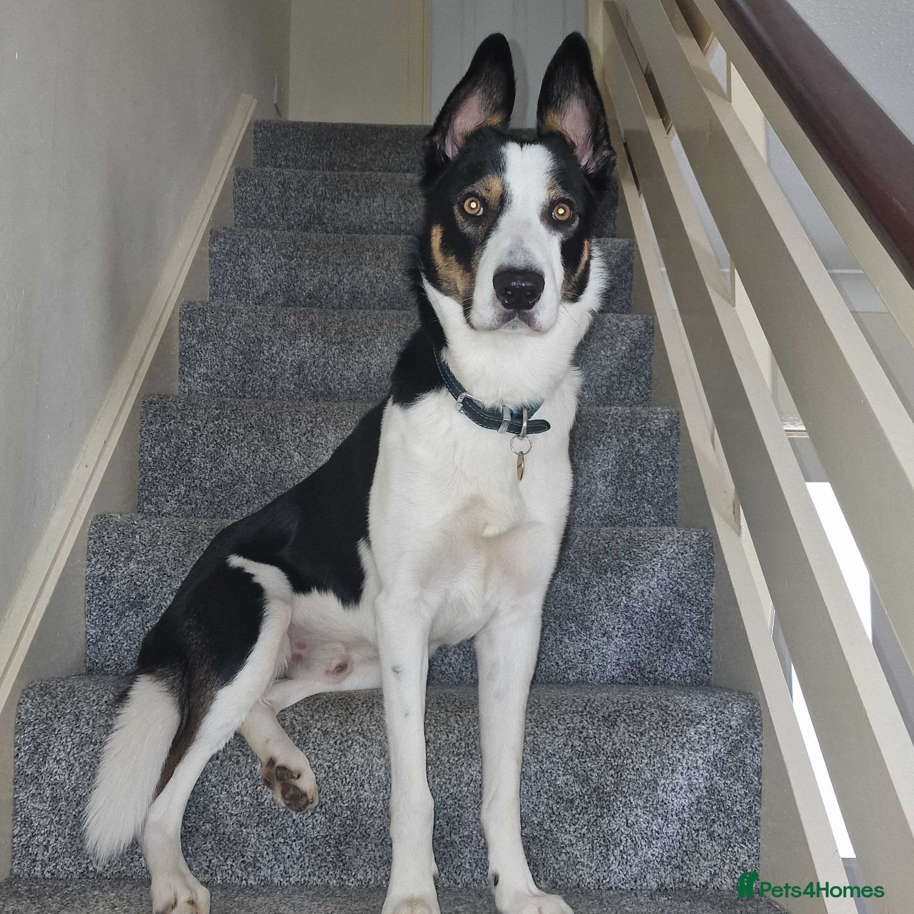 Border Collie dogs Exceptional Border Collie/Smooth collie For Stud - Advert 3