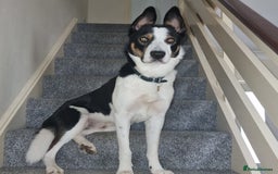 Border Collie dogs for stud: Exceptional Border Collie/Smooth collie For Stud - Advert 1