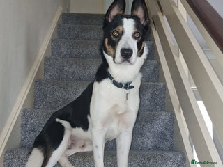 Border Collie dogs Exceptional Border Collie/Smooth collie For Stud - Advert 3