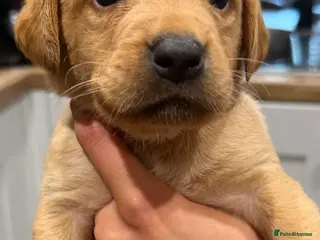 Labrador Retriever dogs KC registered Labradors for sale - Advert 18