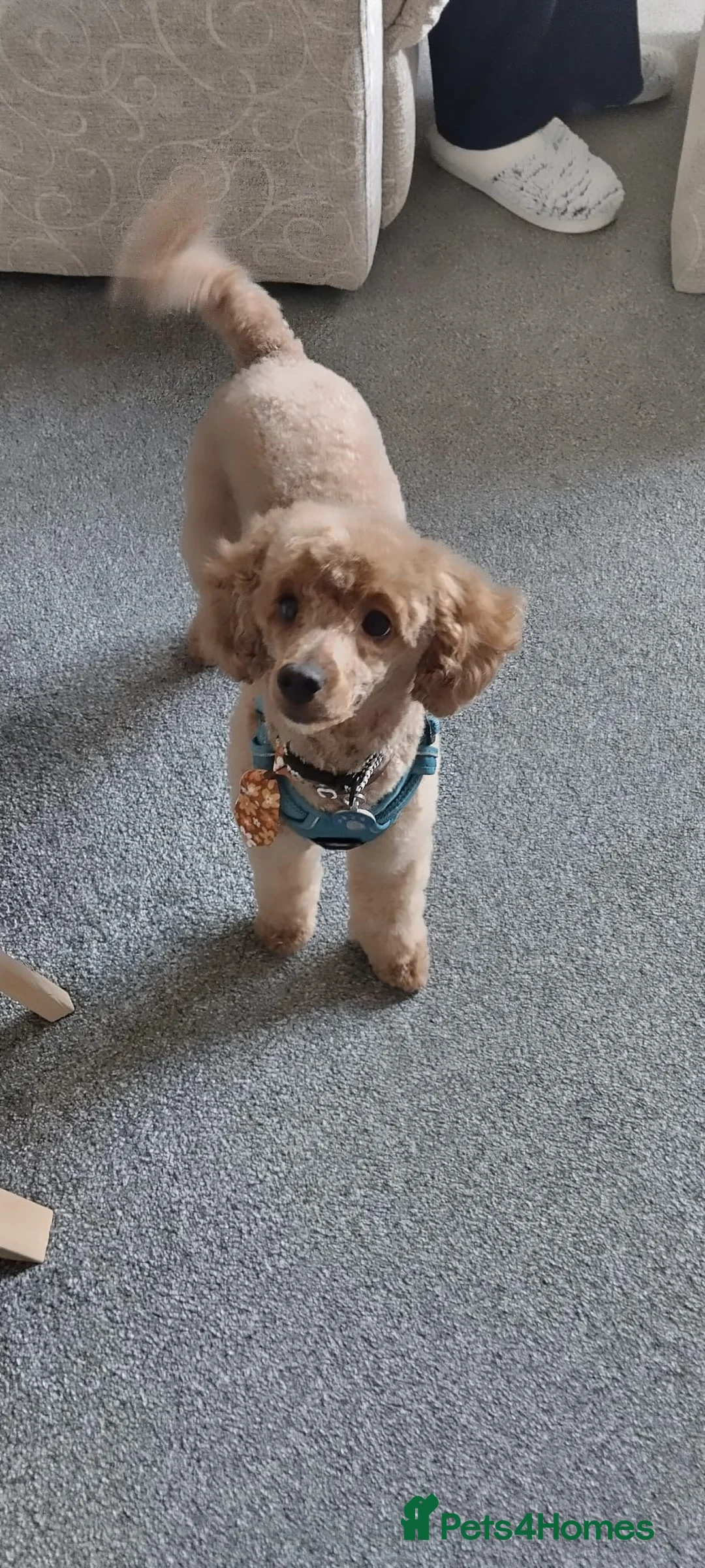 Toy Poodle dogs for stud: Proven toy poddle stud - Advert 2