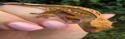 Gecko reptiles for sale: Stunning unique crested gecko baby for sale  - Advert 2