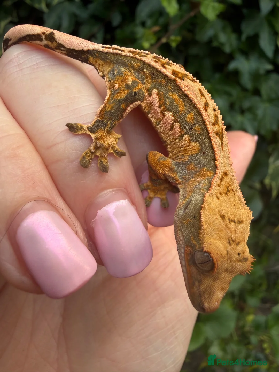 Gecko reptiles for sale: Stunning unique crested gecko baby for sale  - Advert 2