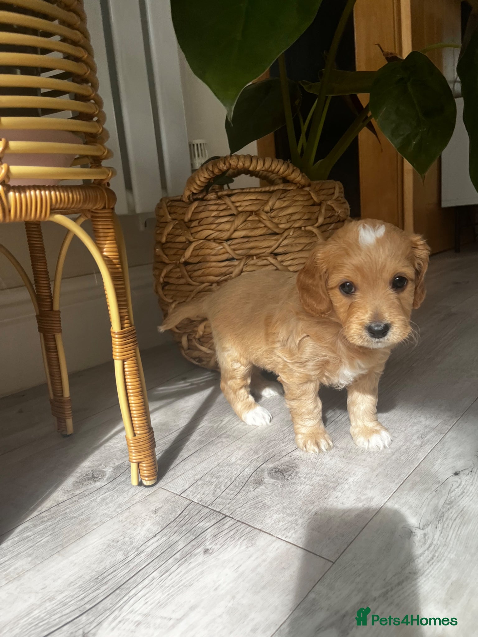 Cockapoo dogs Miniature f1b Cockapoo puppies DNA health clear🌟  - Advert 2