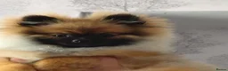 Pomeranian dogs for sale: Pomeranian  in Hebburn - Advert 9