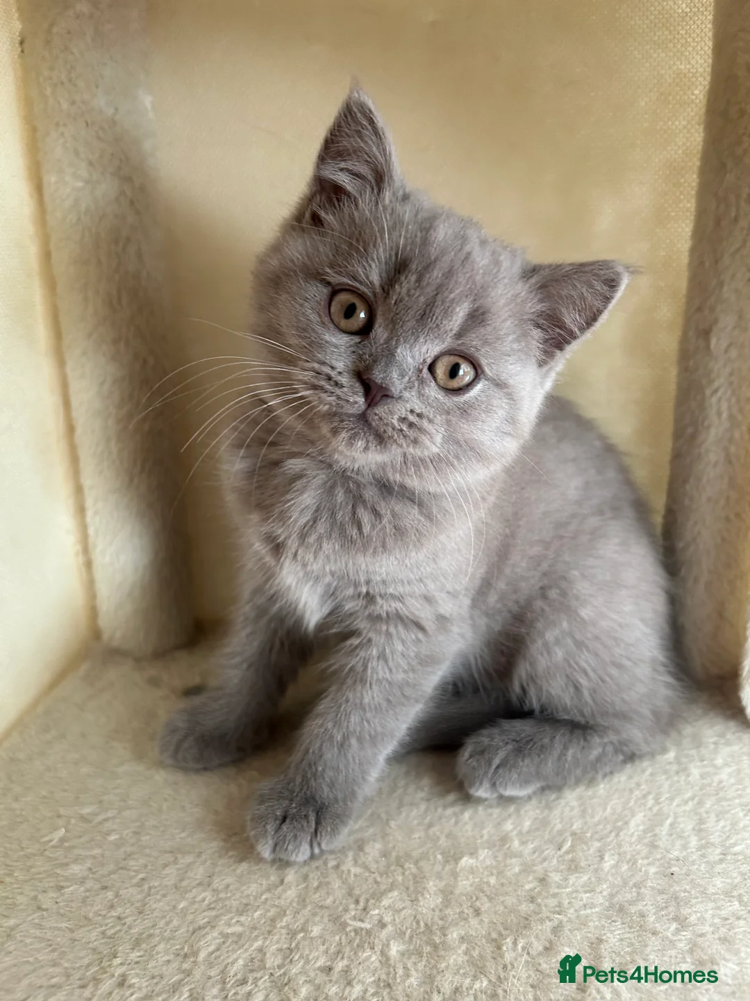 British Shorthair cats for sale: 1 beautiful chunky lilac boy left   - Advert 8