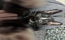 Mixed Breed cats for sale: Beautiful kitten ready to go!!😸 - Image 4