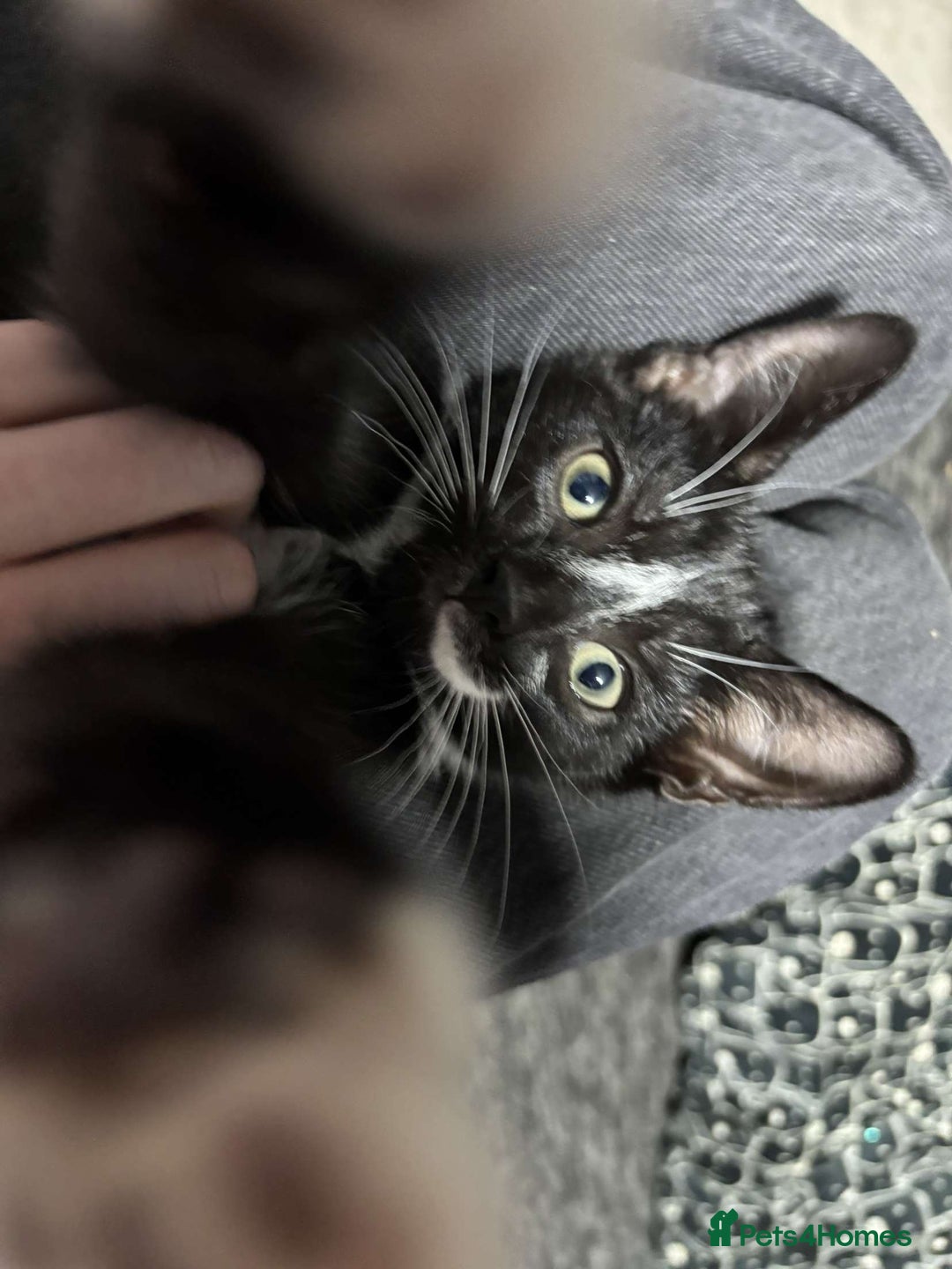 Mixed Breed cats for sale: Beautiful kitten ready to go!!😸 - Image 4