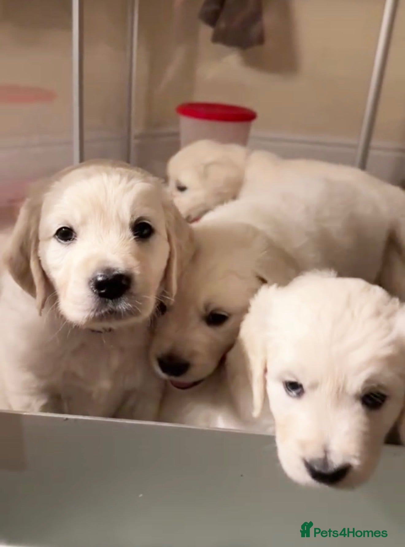 Golden Retriever dogs Beautiful Golden Retriever Puppies born 21/06/26 - Advert 2
