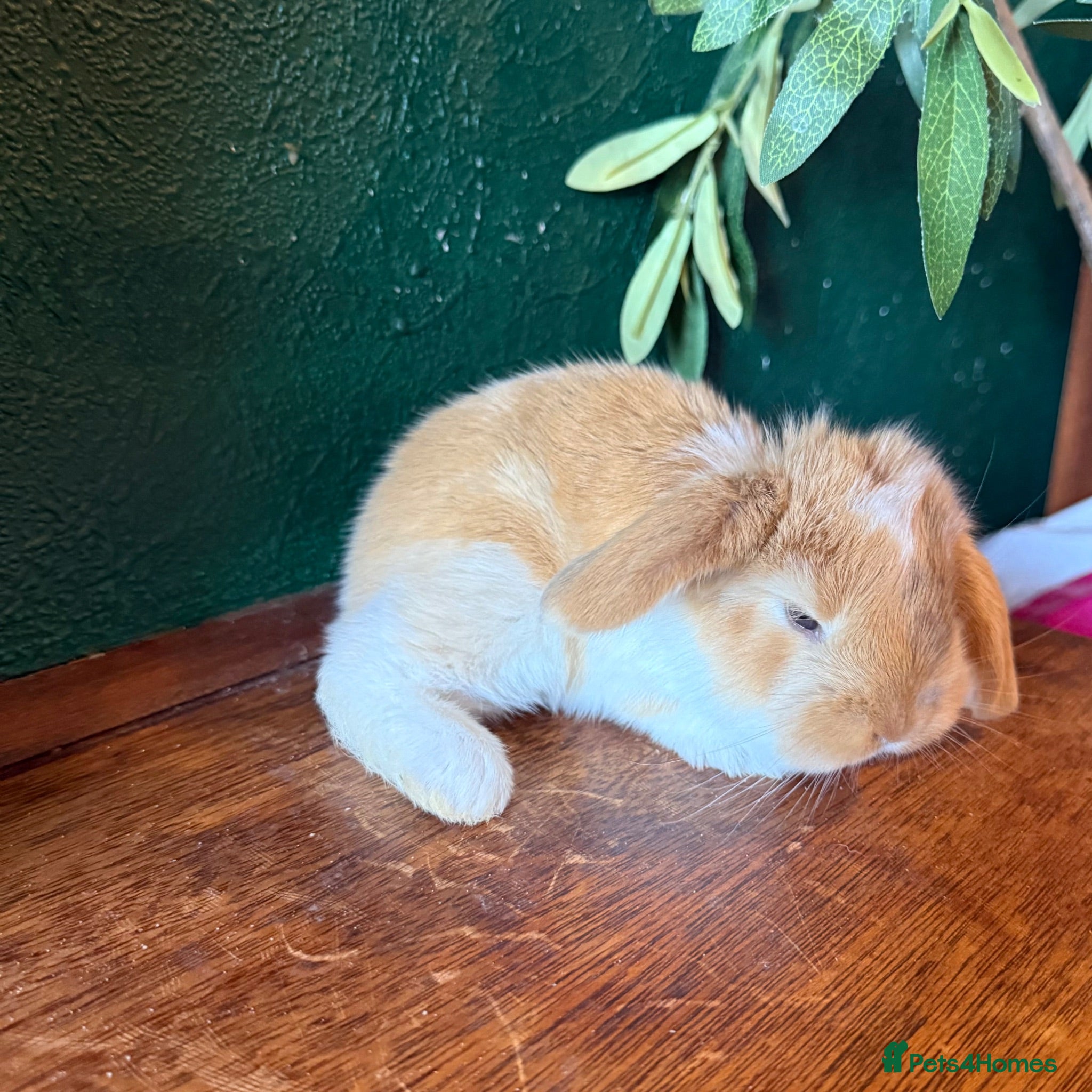 French Lop rabbits 1 Beautiful Pure French Lop Left ♥️ - Advert 2