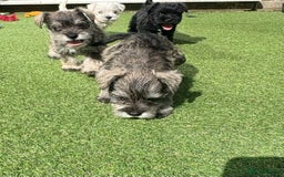 Schnoodle dogs for sale: Stunning litter of Schnoodle pups - Image 18