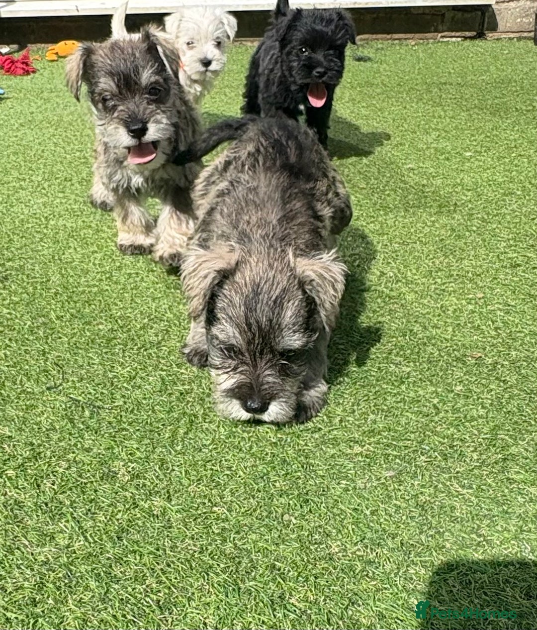 Schnoodle dogs for sale: Stunning litter of Schnoodle pups - Image 18