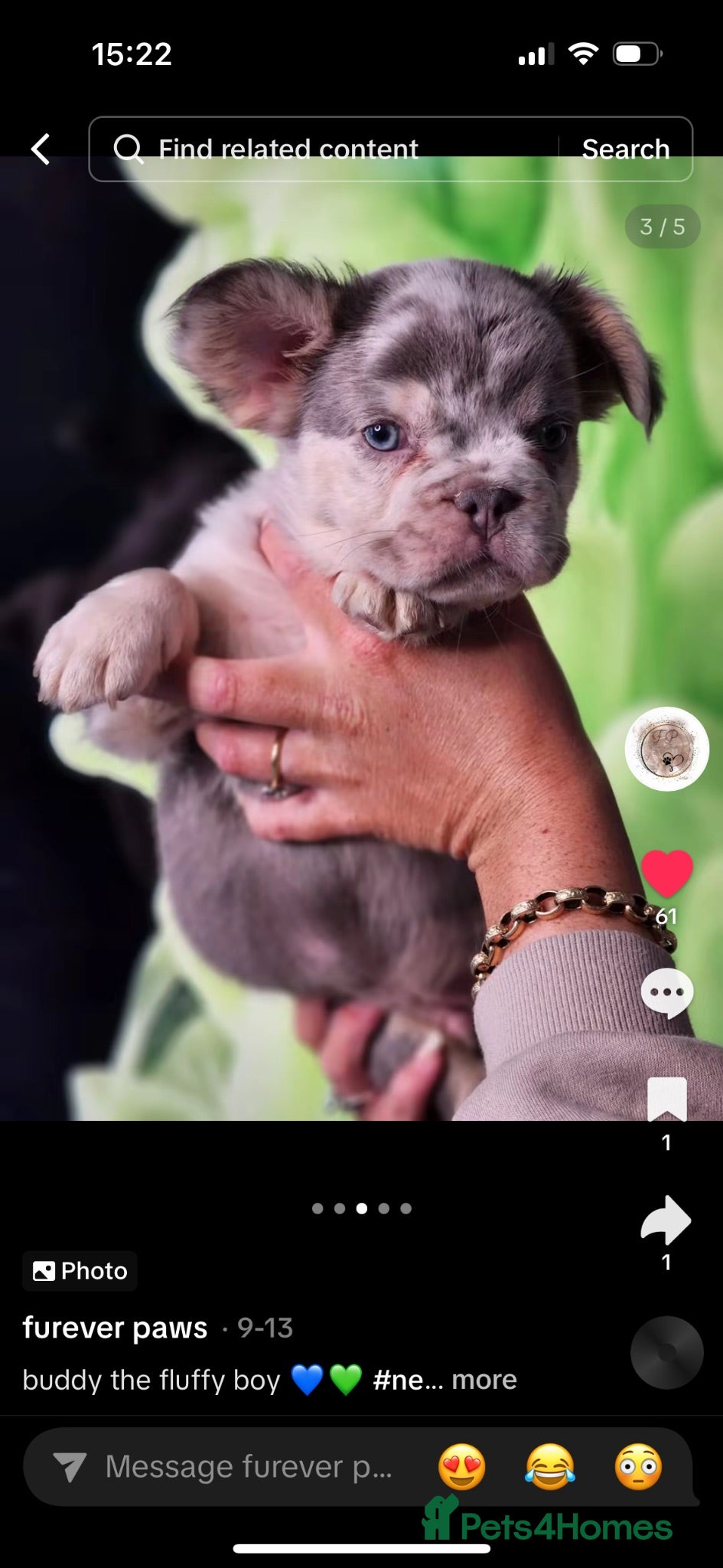 French Bulldog dogs Stud  - Advert 1