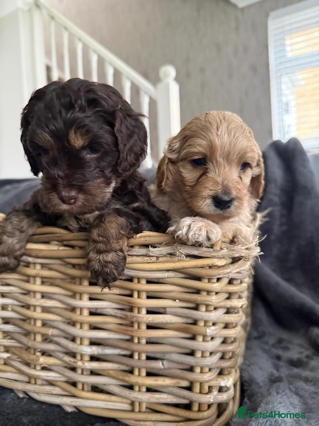 Cockapoo dogs for sale: F2 cockapoo puppies  in Aylesford - Advert 1