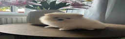 Pomeranian dogs for sale: Small Beautiful Pomeranian Boy  - Advert 19