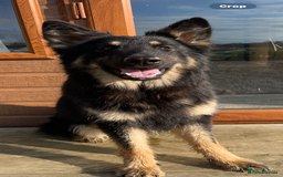 German Shepherd dogs for sale: Gsd bitch  - Image 1