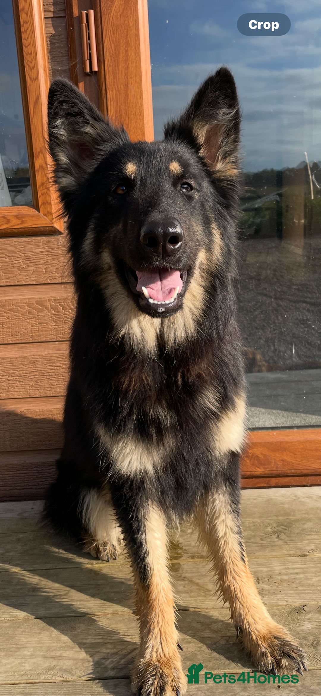 German Shepherd dogs for sale: Gsd bitch  - Image 1