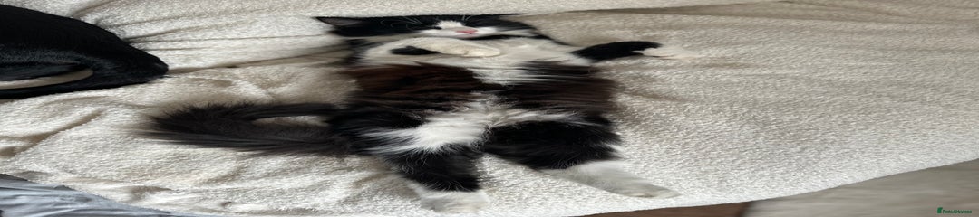 British Longhair Kitten 1