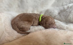 Mini Goldendoodle dogs for sale: Miniature Golden Doodles - Image 4