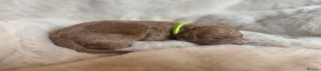 Mini Goldendoodle Puppy 4