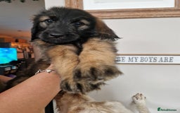 Goldendoodle dogs for sale: MultiGen Goldendoodles  - Image 26