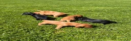 Cocker Spaniel dogs for sale: Litter of Cute Cocker Spaniels in Liverpool - Advert 12