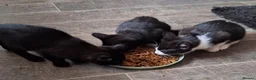 Mixed Breed cats for sale: 3 beautiful 11 week old kittens  - Advert 3