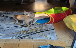French Bulldog dogs for sale: 9month old frenchie - Image 4