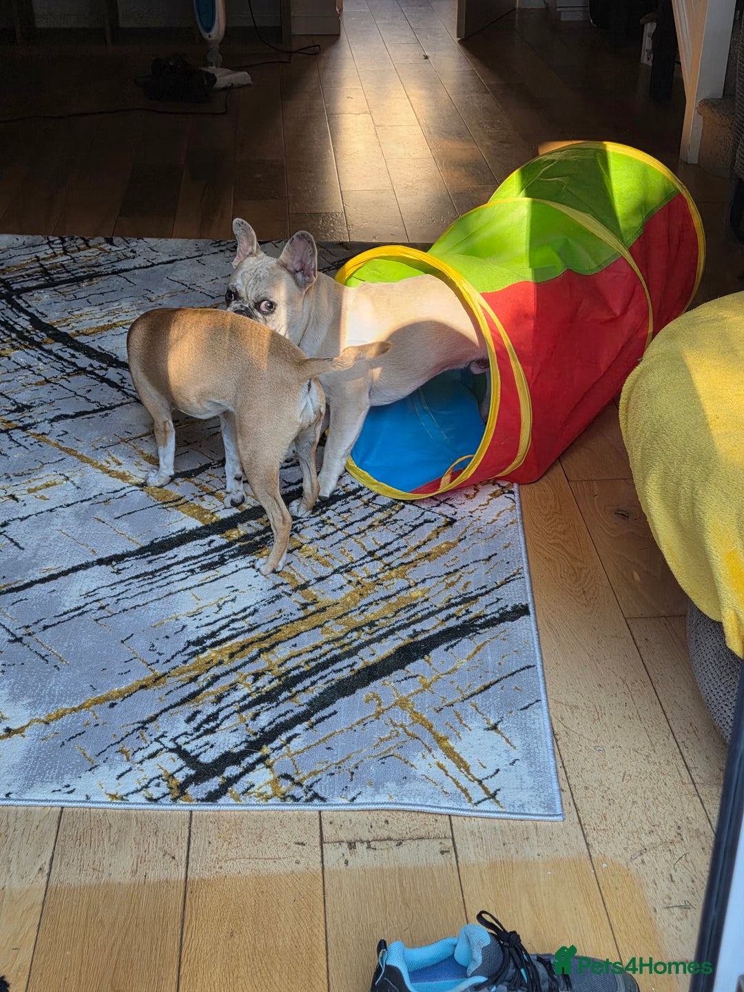 French Bulldog dogs for sale: 9month old frenchie - Image 4