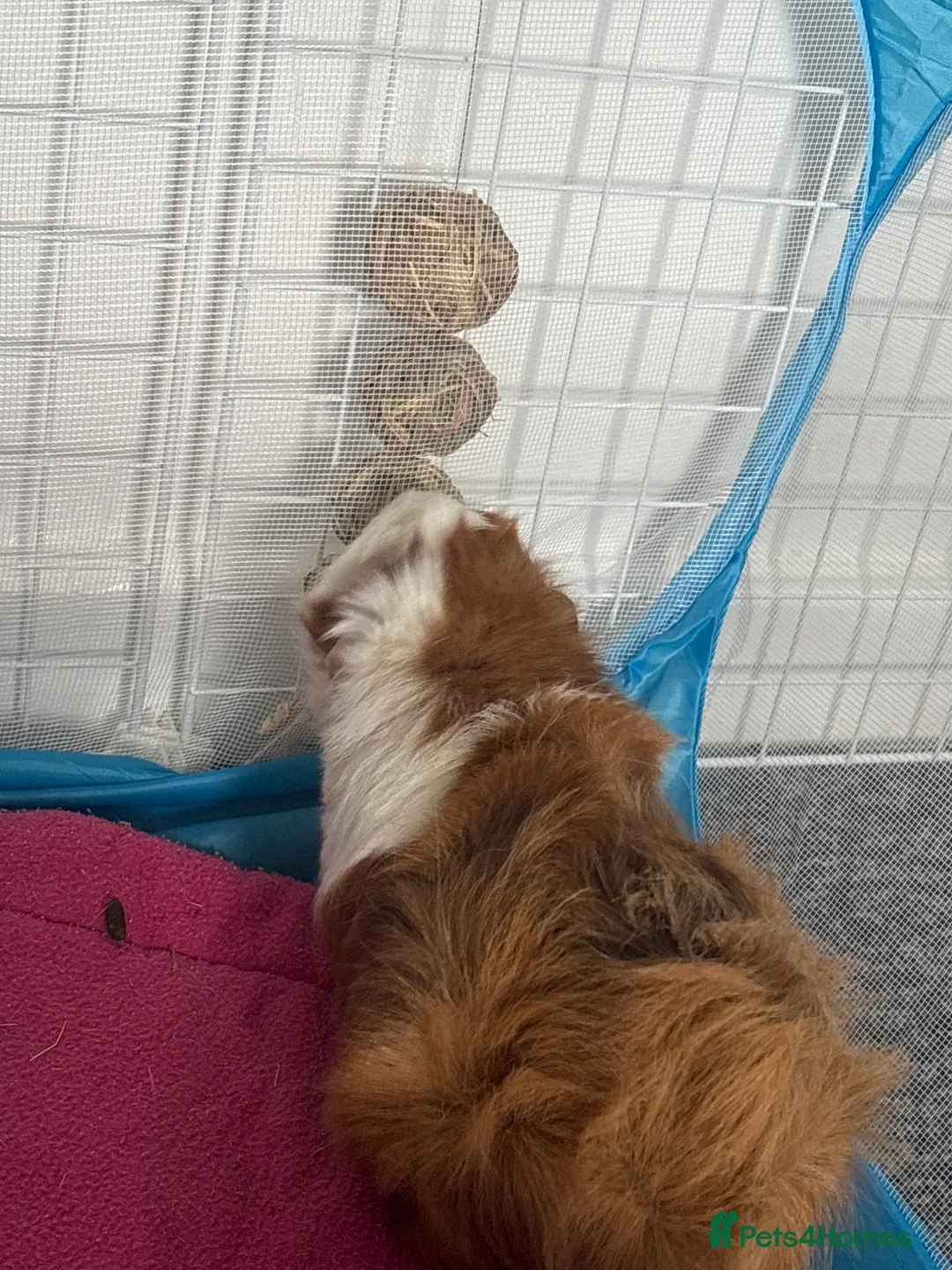 Guinea Pig rodents for sale: Two Bonded Sows - Advert 3