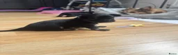 Chihuahua dogs for sale: 3 Long-Haired Mini Chihuahua Puppies – Deer Head in Holywood - Advert 11