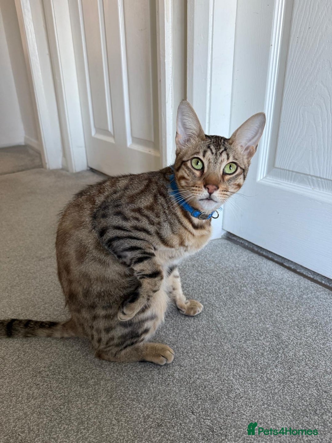 Savannah cats for sale: Savannah Cat - Advert 3