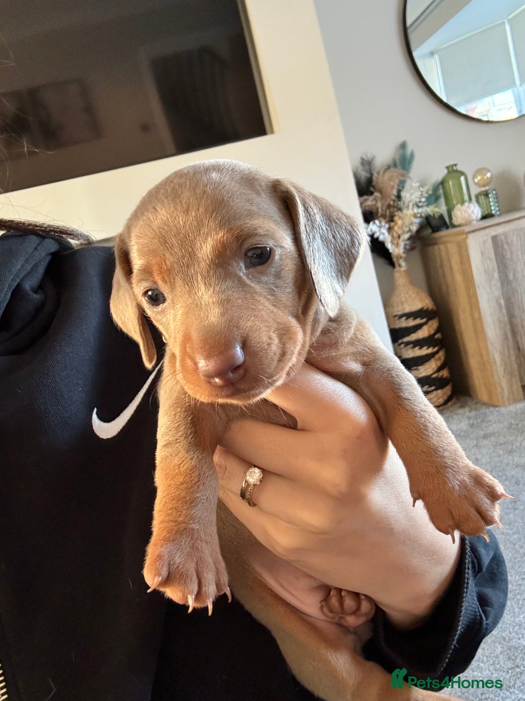 Miniature Dachshund dogs for sale: Miniature dachshund puppies - Image 9