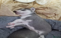 Siberian Husky dogs for sale: 4 lovely husky puppies for sale  - Image 5