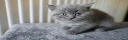British Shorthair cats for sale: 🌟GCCF BSH Kittens Beautiful Variety of Colours 🌟 - Advert 25