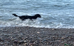 Bordoodle dogs for sale: BORDOODLE  neutered male  - Image 11