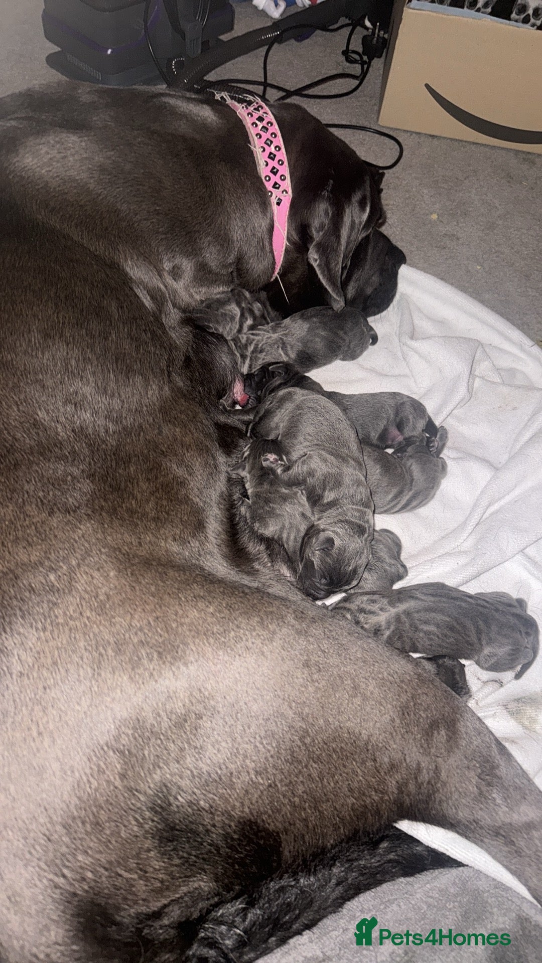 Cane Corso dogs for sale: Beautiful blue cane corsos - Advert 3