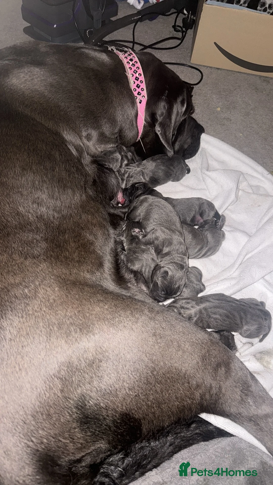 Cane Corso dogs for sale: Beautiful blue cane corsos - Advert 3