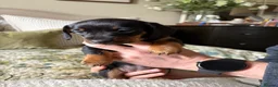 Miniature Dachshund dogs for sale: 2 x Miniature dachshund girls !  in Lincoln - Advert 12