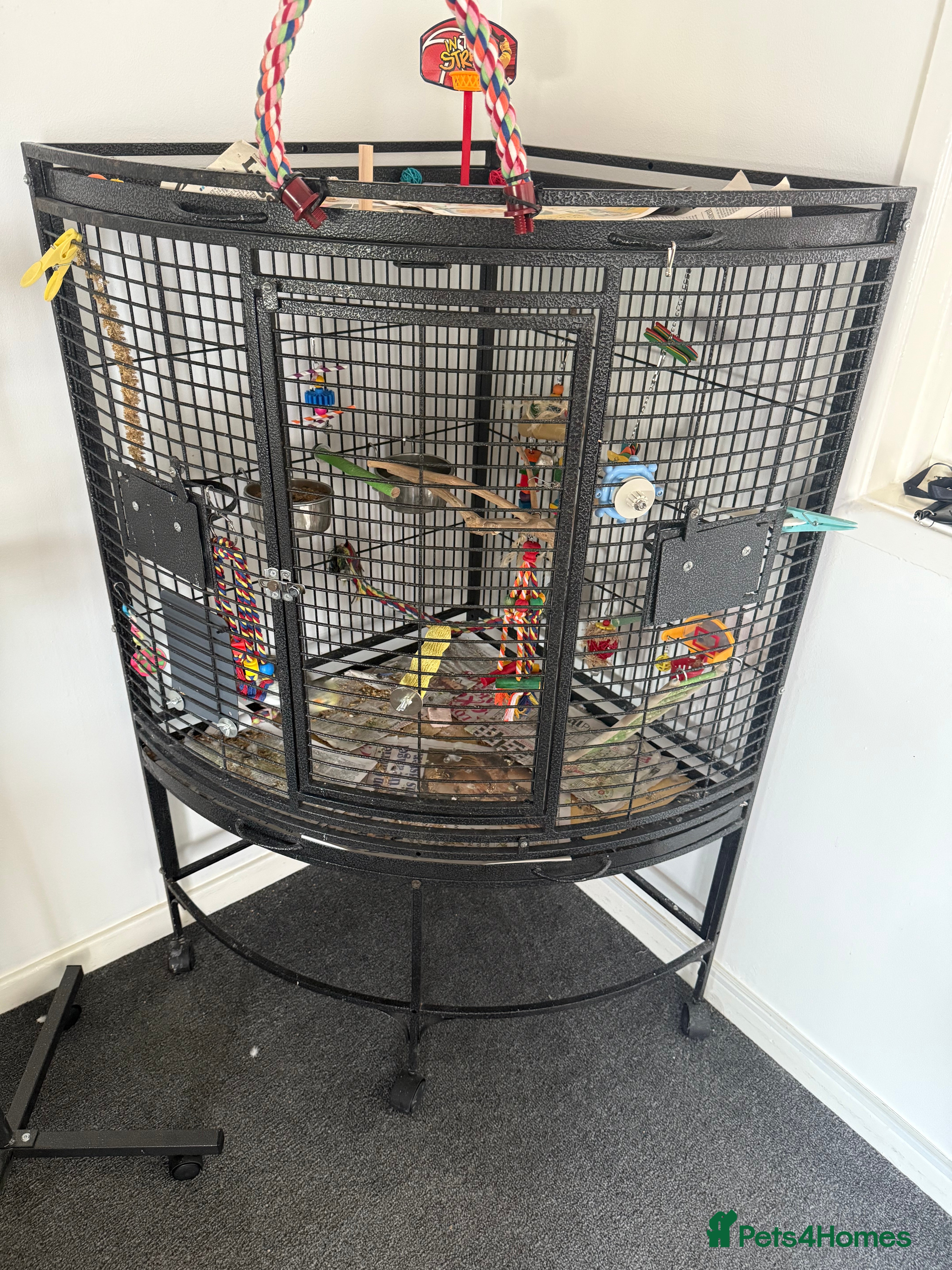 Cockatiels birds Male cockatiel for sale 9 month old hand tame  - Advert 1