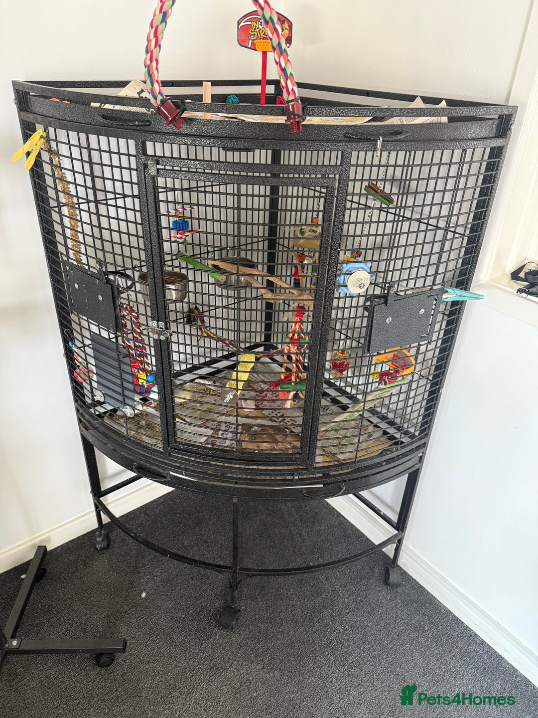 Cockatiels birds for sale: Male cockatiel for sale 9 month old hand tame  - Advert 1