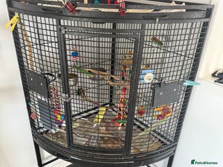 Cockatiels birds Male cockatiel for sale 9 month old hand tame - Advert 1