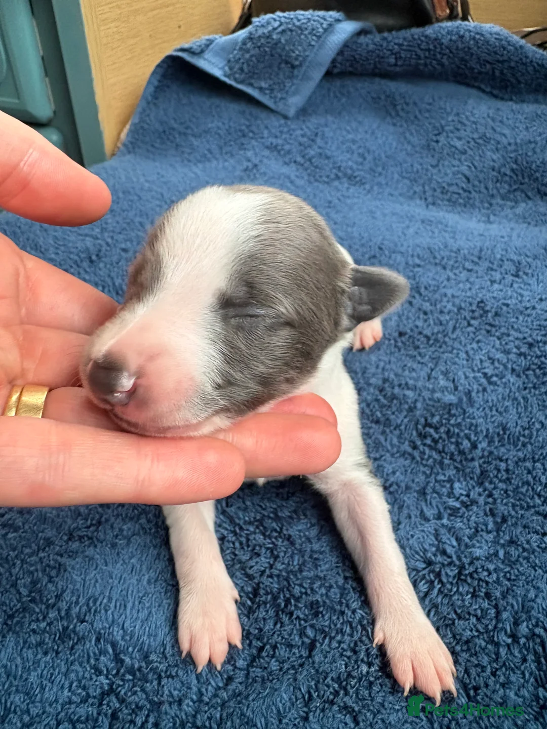 Whippet dogs for sale: 💕⭐️KC WHIPPET PUPS⭐️ 💕 - Advert 15