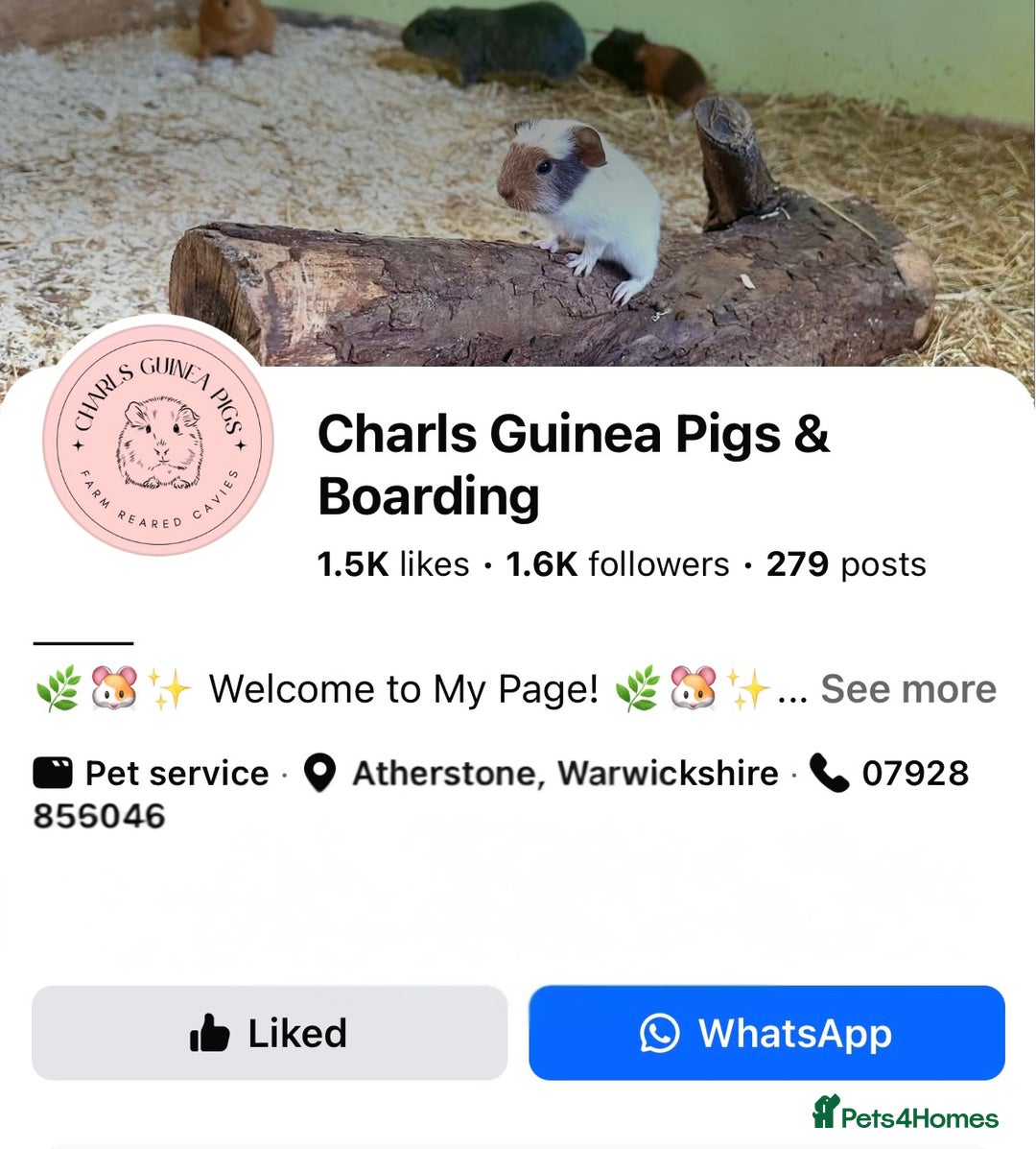 Guinea Pig rodents for sale: LOTS OF BABY GUINEA PIGS FOR SALE 🐹 - Advert 5